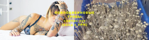 гашик Алексин